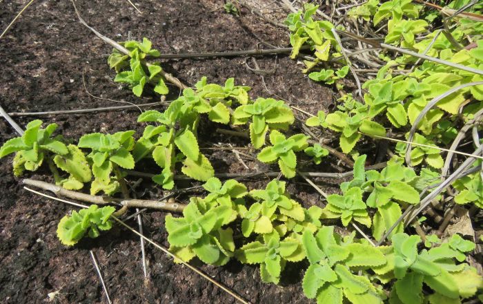 Coleus amboinicus growing on granite bedrock near the coast in the Seychelles (Indian Ocean Island).