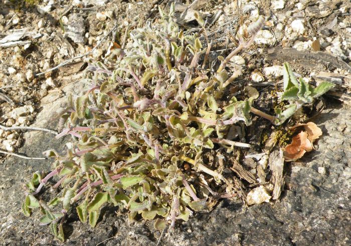 A stressed specimen of Coleus amboinicus growing on a granite dome together with Aloe scorpoides (near Bibala, southwestern Angola)