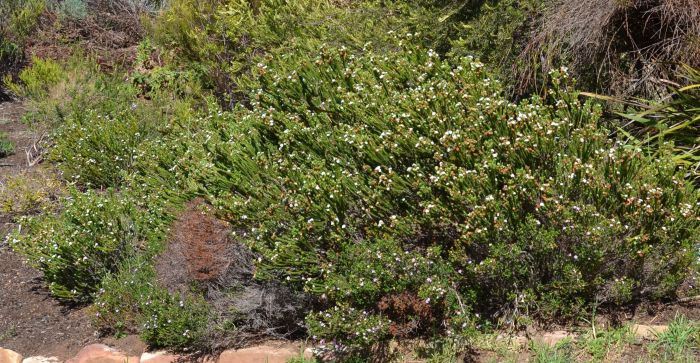 Euchaetis albertiniana, growing in Kirstenbosch NBG.