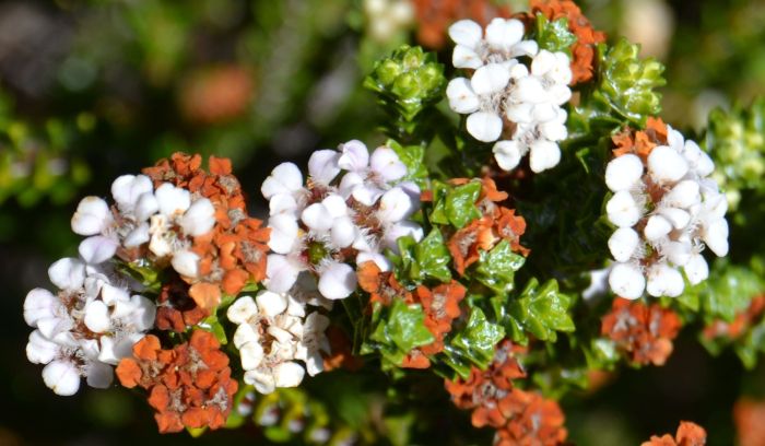 Euchaetis albertiniana, flowers.