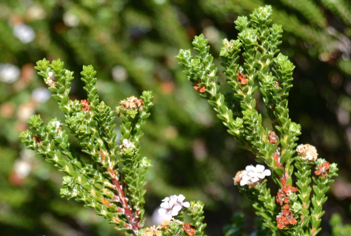 Euchaetis albertiniana, leaves.