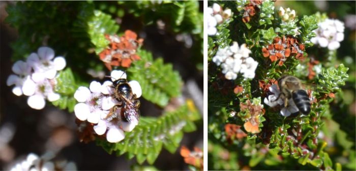 Euchaetis albertiniana flowers are visited by bees and other pollinating insects.