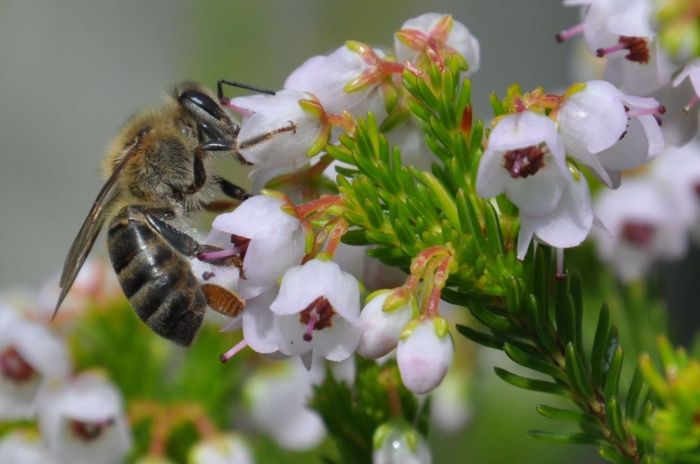 Erica curvirostris flowers visited by a honey bee.