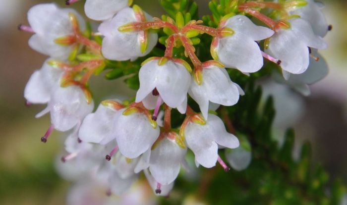 Erica curvirostris flowers, showing pedicels and sepals tinged with red.