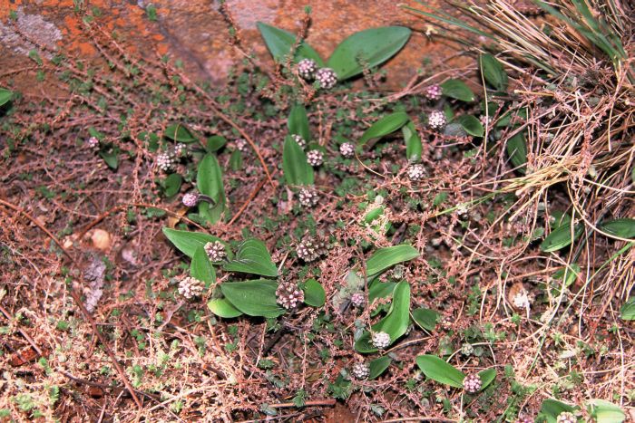 Ledebouria linioseta, growing in habitat.