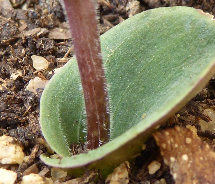 Ledebouria linioseta, leaf and flower stalk.