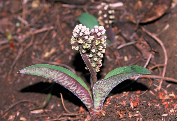 Ledebouria linioseta, in flower.