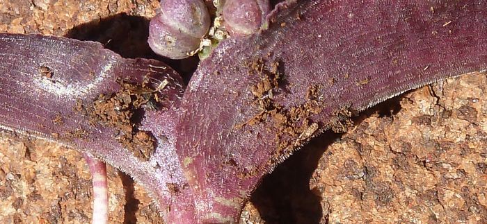 Ledebouria linioseta, leaf underside, showing setae.