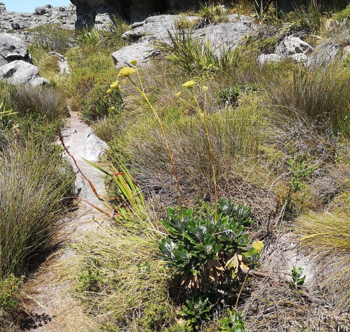 Habitat of Gladiolus monticola. (Photo Ismail Ebrahim)