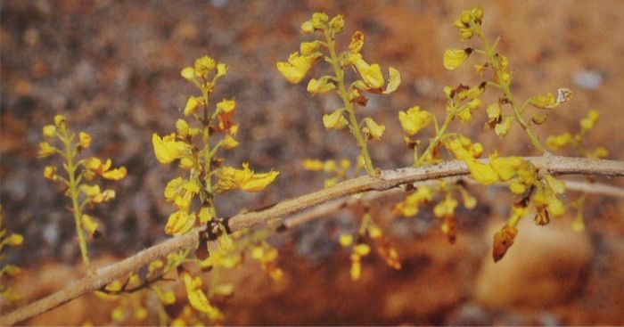 Coleus esculentus flowers. (Photo Ernst van Jaarsveld)