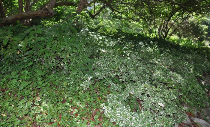 Coleus madagascariensis growing in Kirstenbosch. (Photo Alice Notten)