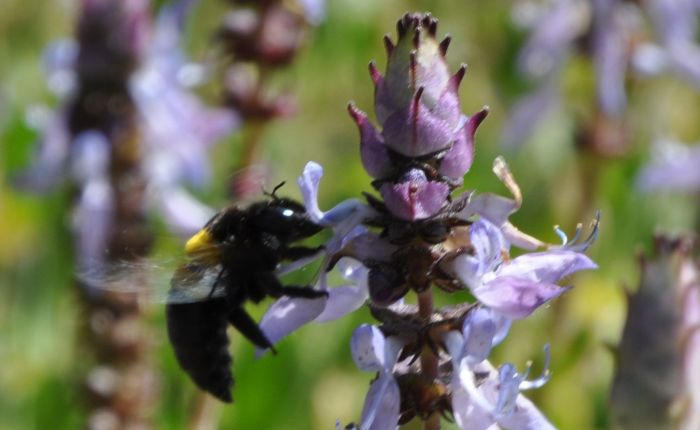 Coleus neochilus and a carpenter bee in Kirstenbosch. (Photo Alice Notten)