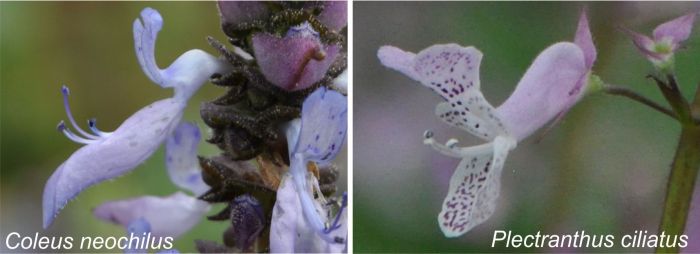 Coleus neochilus flower Left, Plectranthus ciliatus flower Right (Photos Alice Notten)