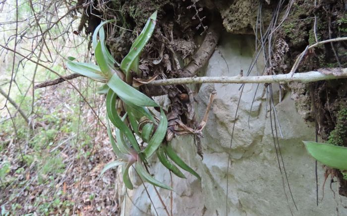 Gasteria camillae in its native habitat on a sheer cliff in the Baviaankloof, Eastern Cape, South Africa. Note the greyish green leaves and stems.