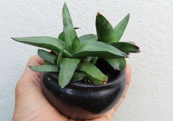 Gasteria camillae in the collection on Babylonstoren Farm, Simondium, Western Cape.