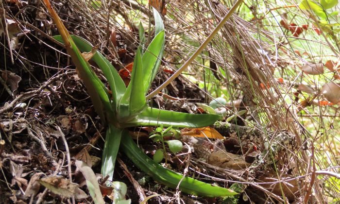 Gasteria camillae in habitat on a cliff ledge.