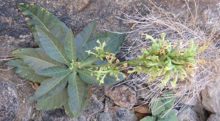 Nicotiana africana in flower in its native habitat on the upper south slope, below a sheer cliff, in the western Sptiskoppe, Nambia. 