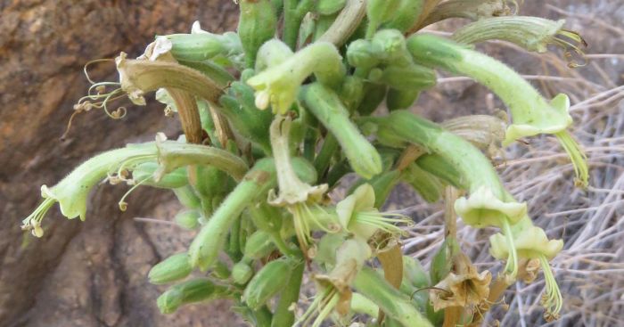 A close-up of Nicotiana africana flowers, Spitskoppe, Namibia.   