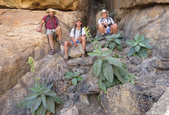 Nicotiana africana plants on the Spitskoppe, Namibia.