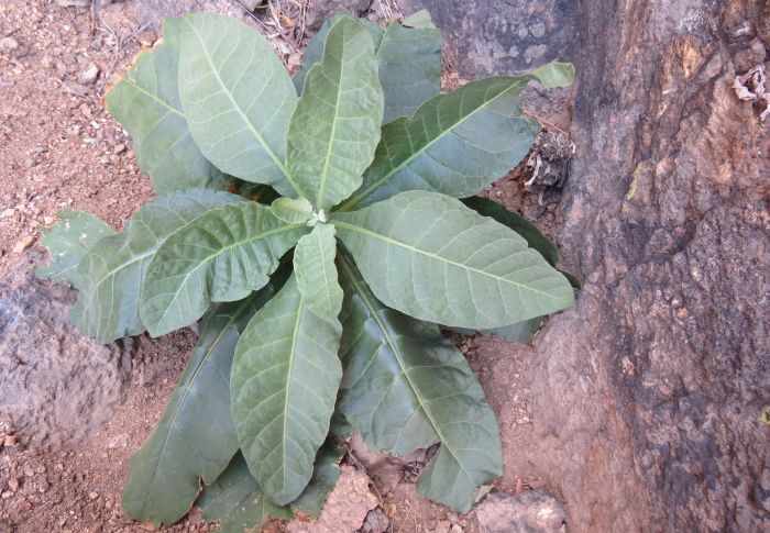 A young plant of Nicotiana africana in habitat on a cliff ledge.