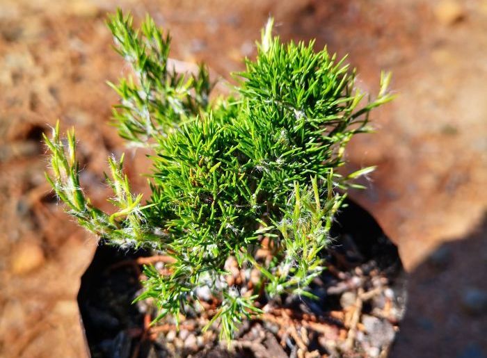 Thamnochortus acuminatus young plant in the nursery.