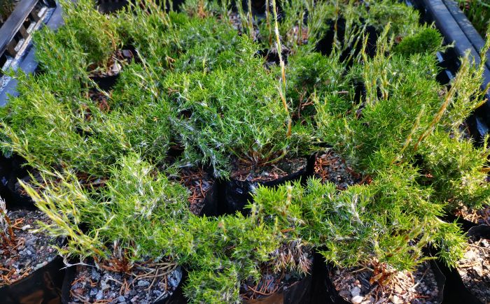 Thamnochortus acuminatus young plants in the nursery.