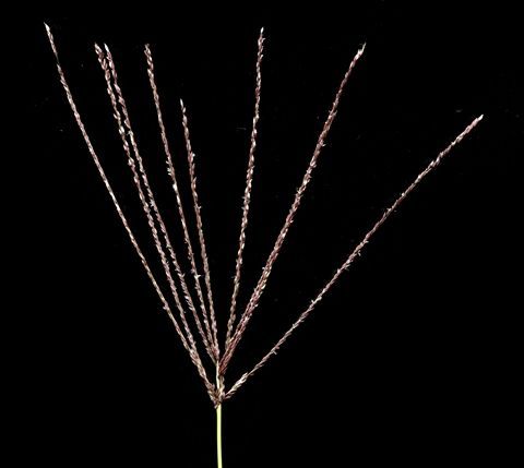 Digitaria eriantha, inflorescence. (Photo Frits van Oudtshoorn)