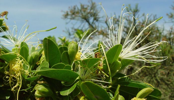 Maerua angolensis subsp. angolensis flowers. (Photo Geoff Nichols)