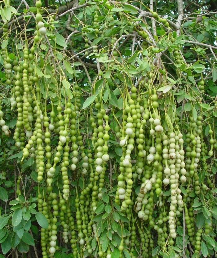 Maerua angolensis subsp. angolensis fruits. (Photo Geoff Nichols)