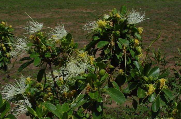 Maerua angolensis subsp. angolensis in flower. (Photo Geoff Nichols)