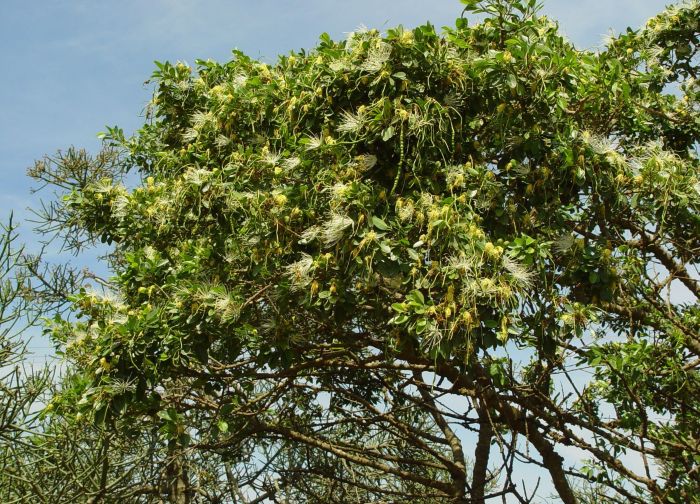 Maerua angolensis subsp. angolensis in flower. (Photo Geoff Nichols)