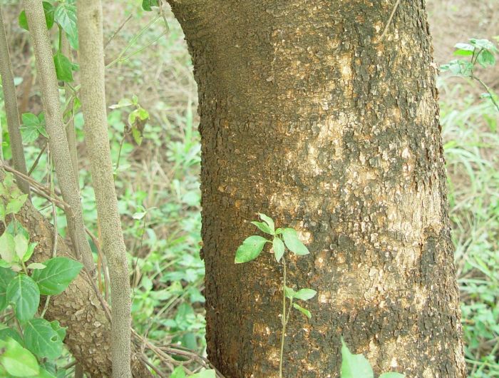 Maerua angolensis subsp. angolensis trunk. (Photo Geoff Nichols)