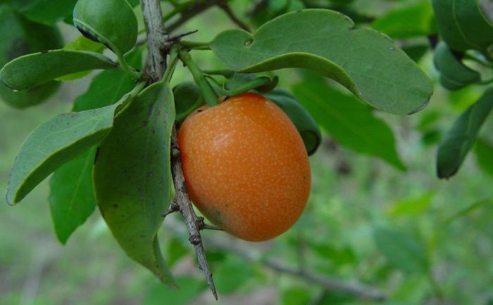 Ximenia Caffra – Lifestyle Seeds