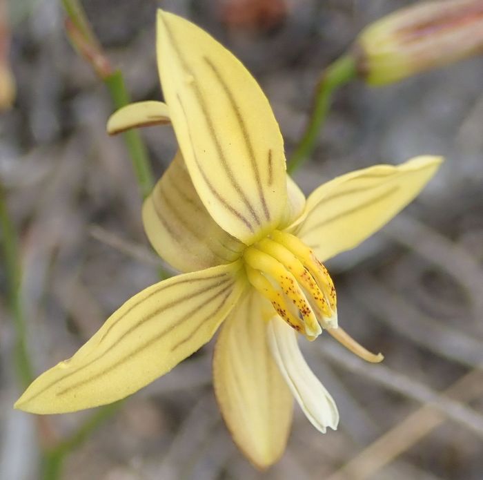 Cyanella lutea subsp. lutea. (Photo Nicola van Berkel)