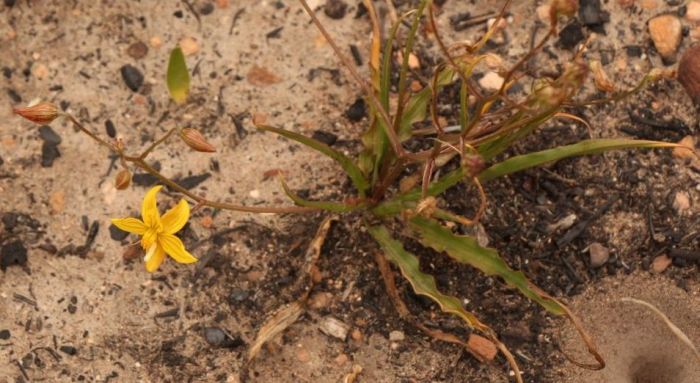 Cyanella lutea subsp. lutea. (Photo Sandra Falanga)