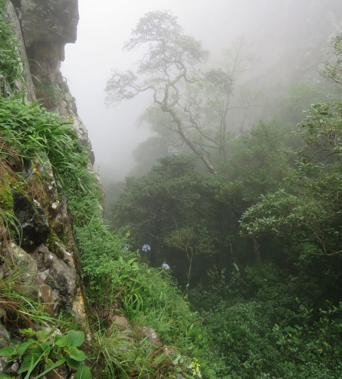 Albuca heydenrychii in habitat, growing on a sandstone cliff face together with Agapanthus inapertus and Tulbaghia simmleri. Note the mist which provides extra precipitation.