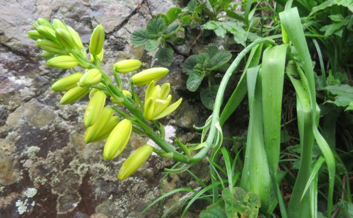 Albuca heydenrychii in habitat on a sandstone cliff together with Plectranthus rupropunctatus.