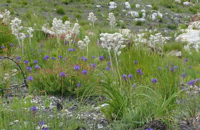 Lanaria lanata growing amongst other Fynbos species on rocky mountain slope.