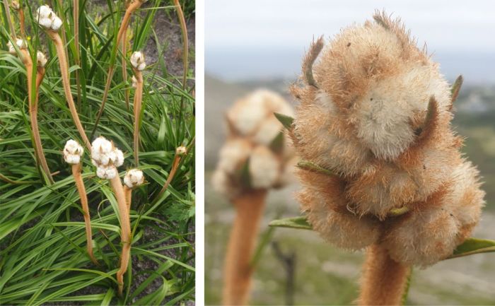 Lanaria lanata, developing inflorescences.