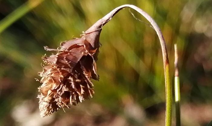 Staberoha cernua, male inflorescence.