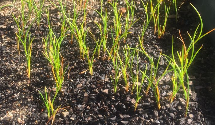 Staberoha cernua, seedlings in the nursery, Kirstenbosch NBG.