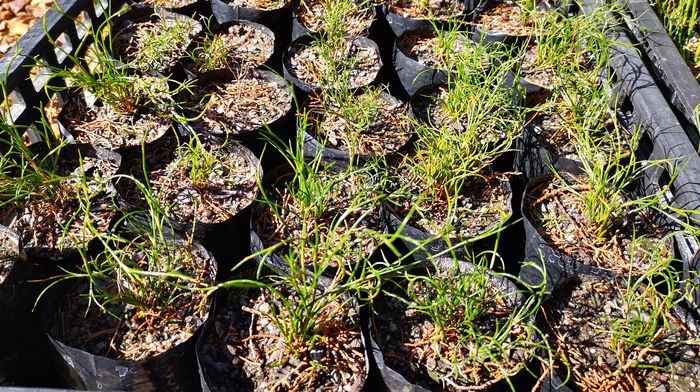 Staberoha cernua, plants in the nursery, Kirstenbosch NBG.