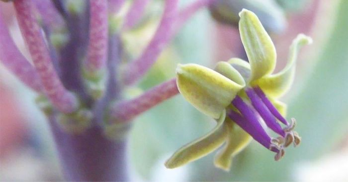 Ledebouria hypoxidioides, flower.