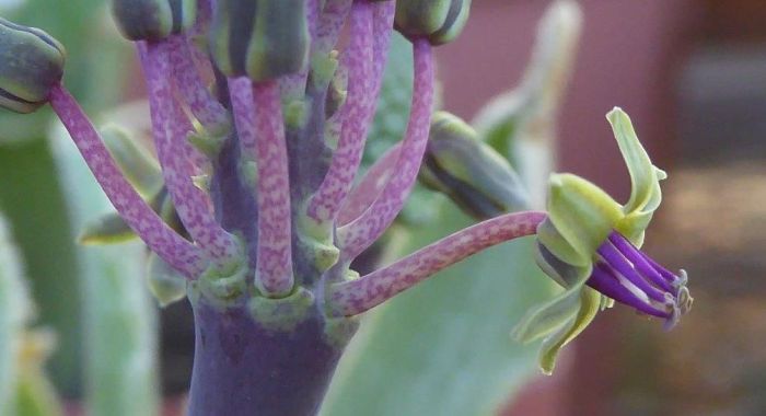 Ledebouria hypoxidioides, flower.