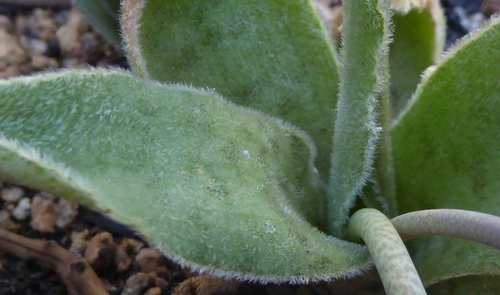 Ledebouria hypoxidioides, leaves.