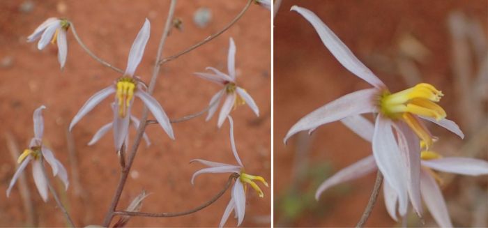 Cyanella hyacinthoides, flowers. (Photos Nicola van Berkel)