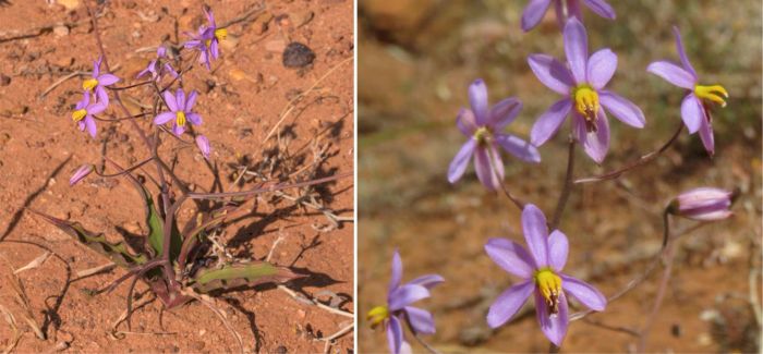 Cyanella hyacinthoides, plant and flowers.