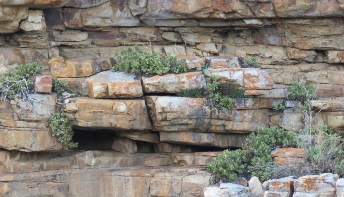 The rocky cliff habitat of Cotyledon tanquana at Die Mond.