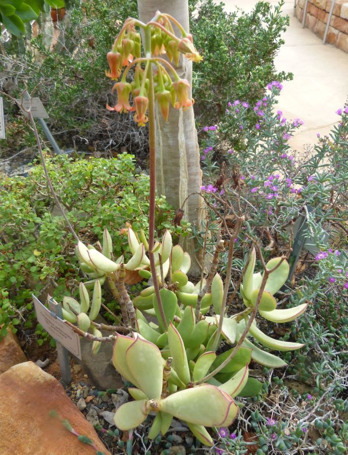 Cotyledon tanquana flowering in the Botanical Society Conservatory, Kirstenbosch, spring 2017.