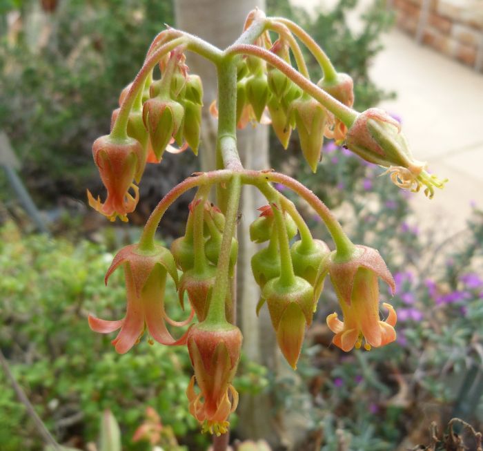 Close-up of the inflorescence of Cotyledon tanquana taken in the Botanical Society Conservatory at Kirstenbosch in 2017.